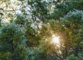 sunrise in forest
